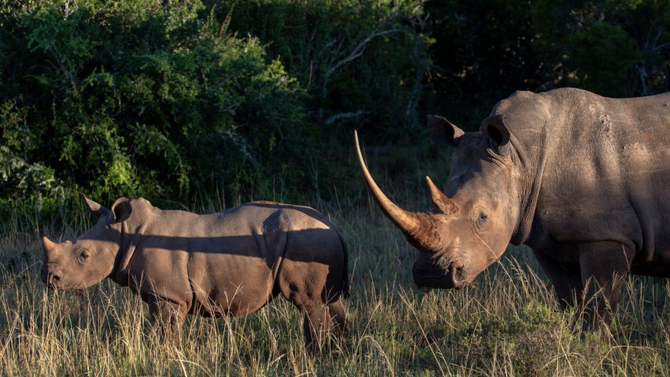 Kenya’s new frontier in illegal wildlife trafficking