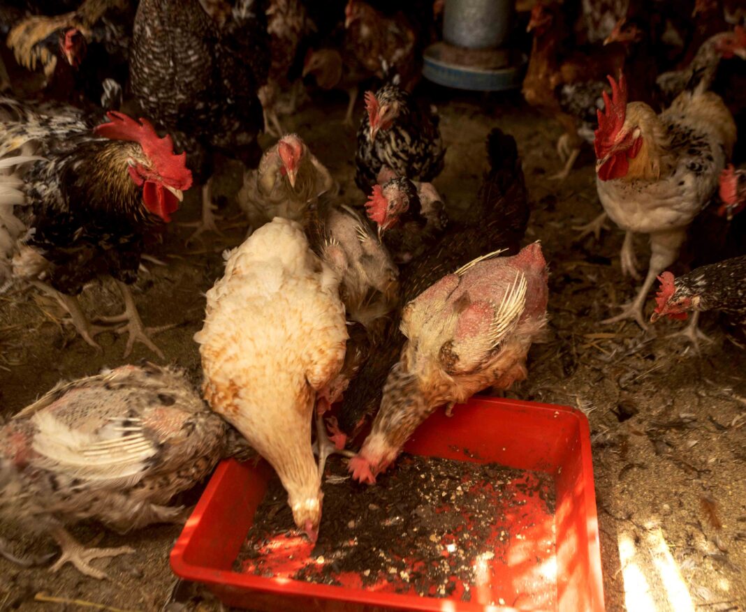 Africa is repositioning poultry for food security