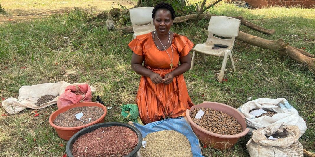 Shs3.7bn initiative launched to revitalize Uganda’s seed systems