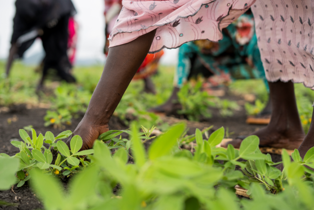 South Sudan and FAO to convene landmark summit to revitalize national agri-food systems