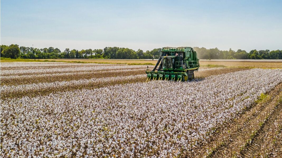 From global leader to minor player: Sudan’s cotton export revenue plummets to $64 million