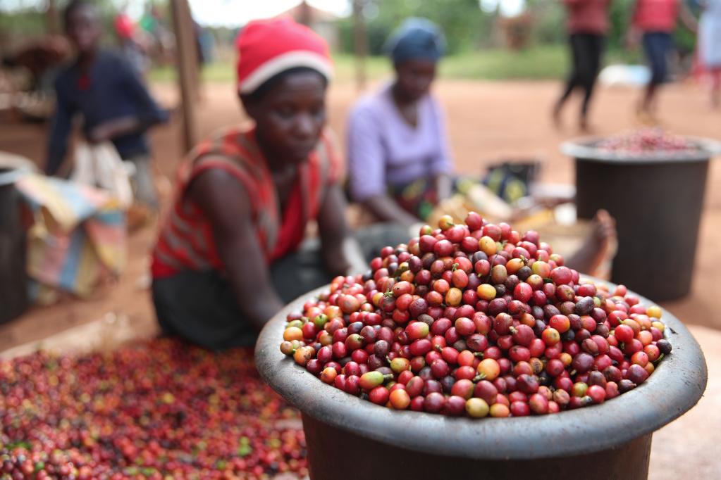 Kenya’s coffee market records strong growth with 24 billion shilling revenue in six months