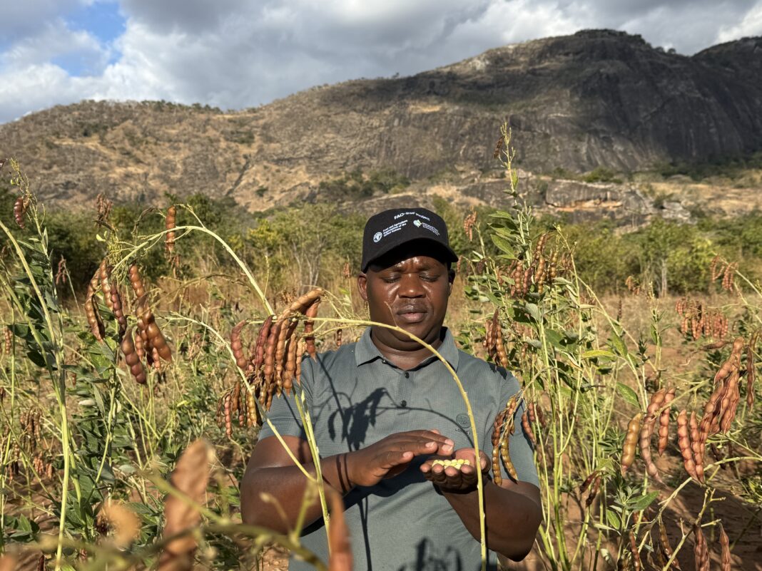 Fixing seed systems to fix food security