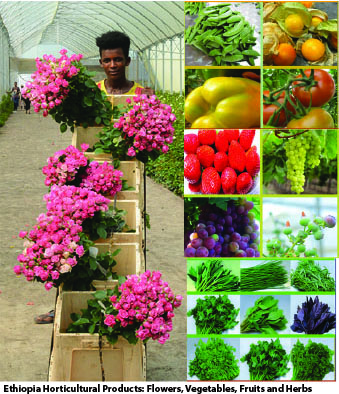 Geopolitical challenges and freight dynamics: Ensuring the future of Ethiopia’s Floriculture