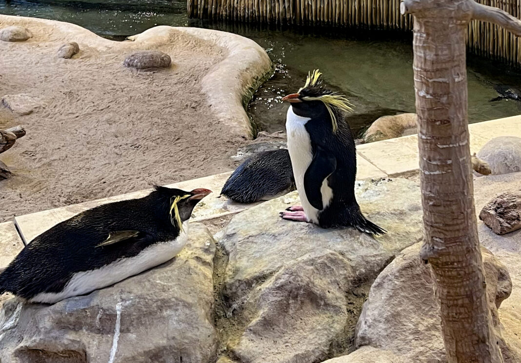 African penguins move beyond local conservation as global rescue networks expand