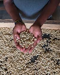 UNIDO, World Coffee Research launch €850,000 initiative to transform Uganda’s coffee seed systems