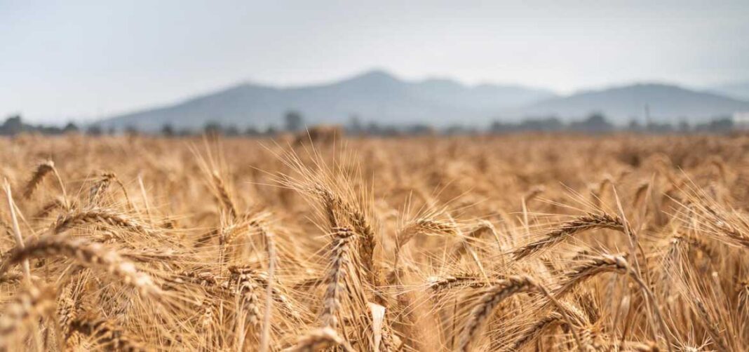 The expansion of wheat production in Ethiopia and the large-scale movement to substitute imports