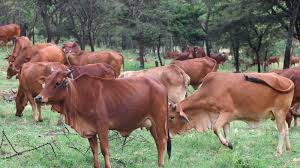 Kenya secures Sh5.4 billion GCF grant to tackle dairy sector methane emissions