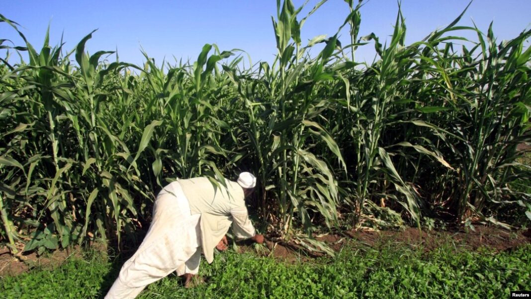 Sudan offers Indonesia 100,000 hectares of arable land for agricultural investment