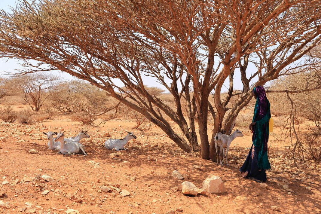 Somalia’s hunger crisis reaches alarming levels; WFP warns it may halt aid by July