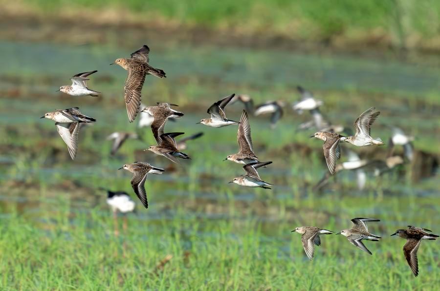 Kenya, China renew biodiversity pacts at Nairobi landmark wildlife exhibition