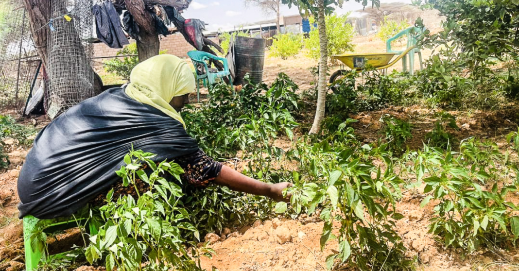 AfDB-funded initiative targets sustainable livelihoods for Somali farmers and pastoralists