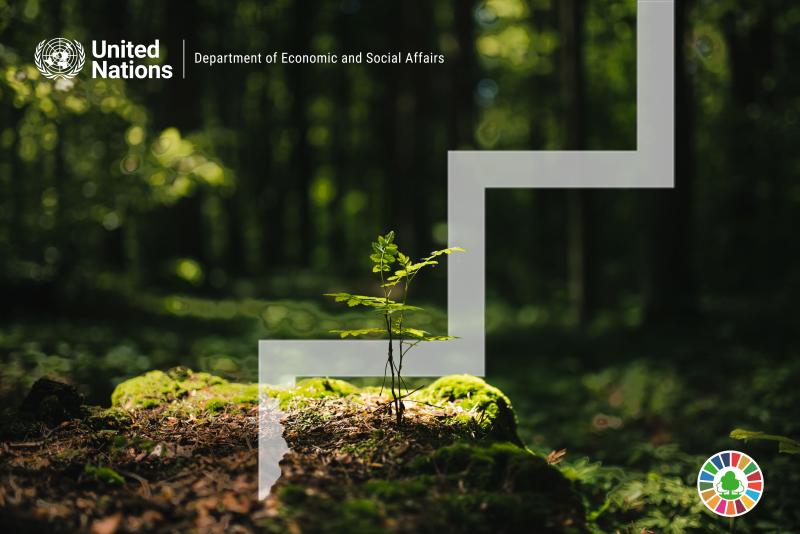 Global forest goals off pace as 2030 deadline nears, UN says