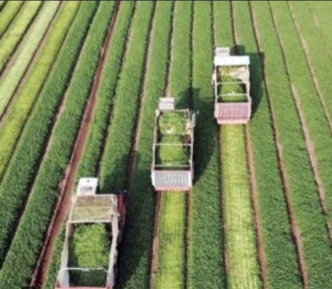 AfDB launches $87M BOOST project to strengthen agriculture in Sudan