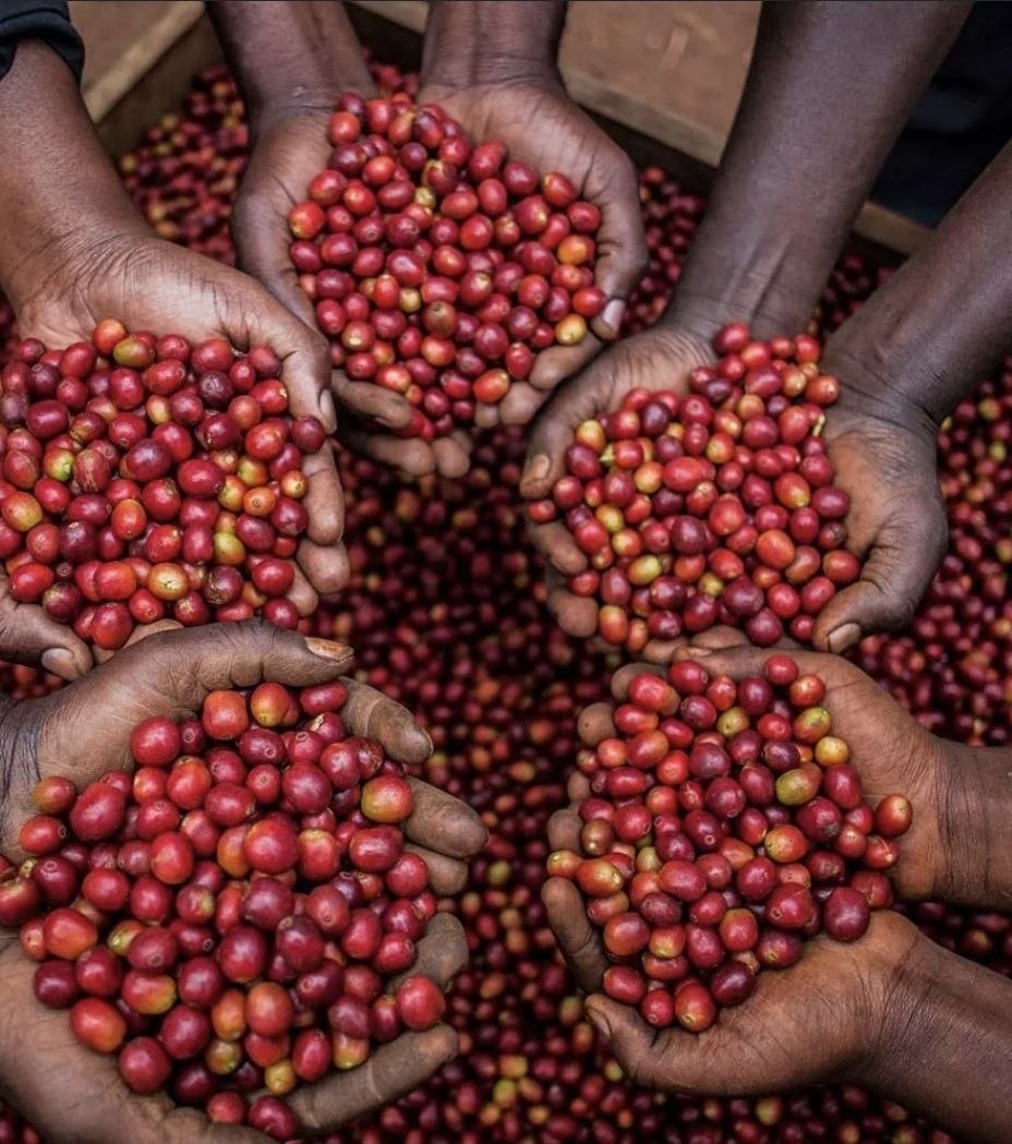 Global price dip hits Uganda’s monthly coffee revenue, falling to $155.5 million
