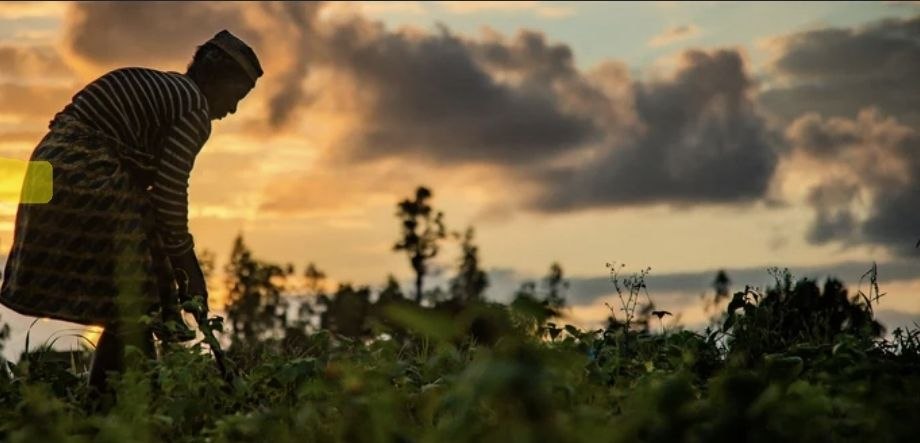 AfDB approves $140 million loan to boost climate-resilient agriculture in Uganda