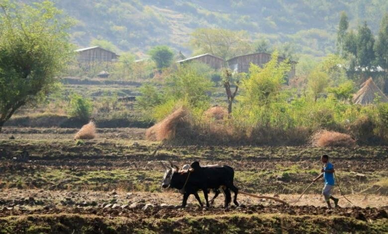 Ethiopia’s “Data Drought” masks potential hunger crisis in global report