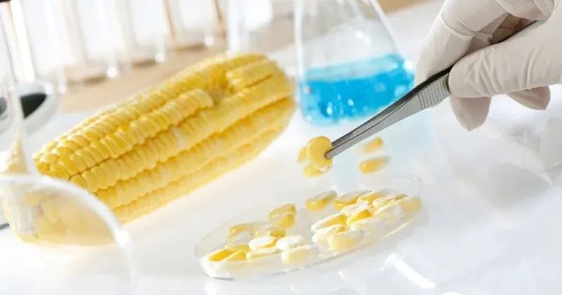 National Biosafety Authority tightens regulatory compliance for GMO imports