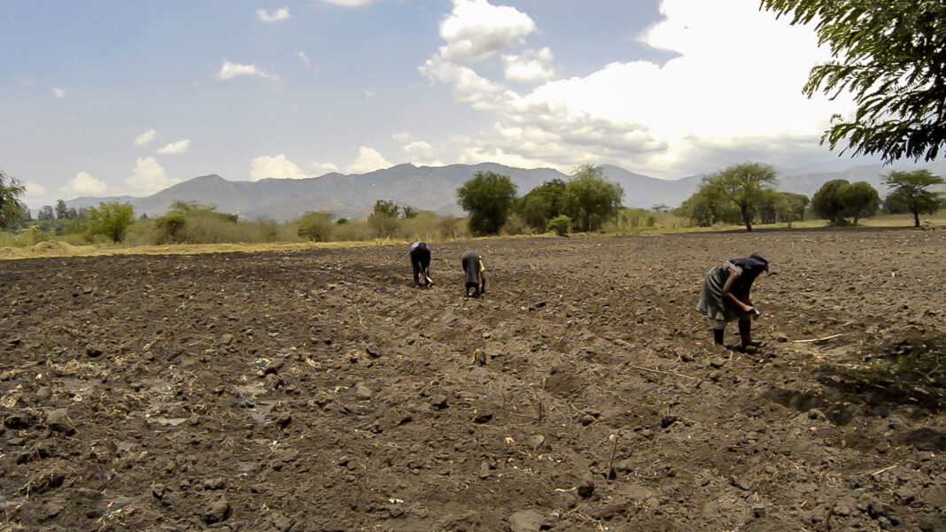 Irrigation and improved seed could unlock cotton’s next chapter in Kasese