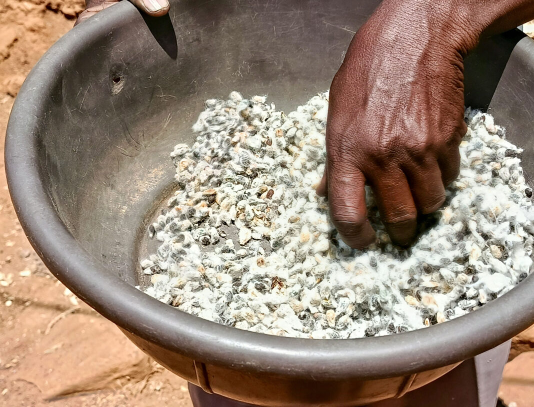 From seed to cooking oil, Zimbabwe builds a new rural economy