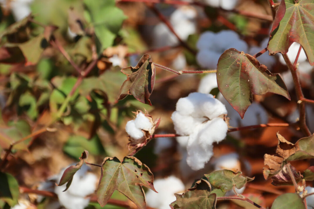 Inside the $5 billion plan to keep Africa’s cotton jobs in Africa