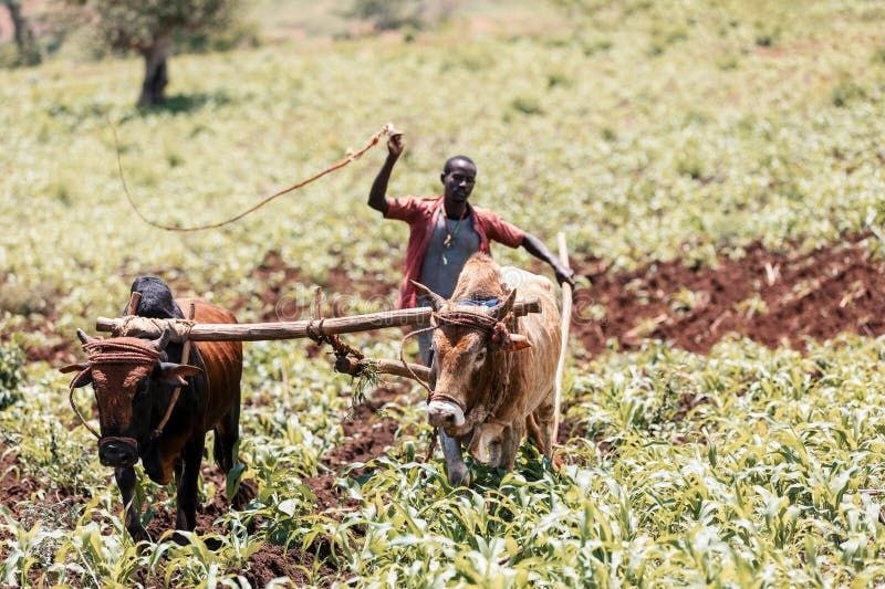 EIB backs first-ever climate-risk insurance project to secure farm incomes in Ethiopia